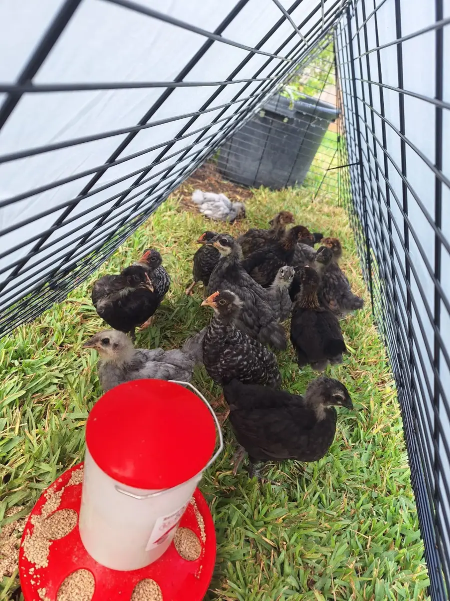 Young chicks and pullets stand in a grassy run beside a red and white feeder.