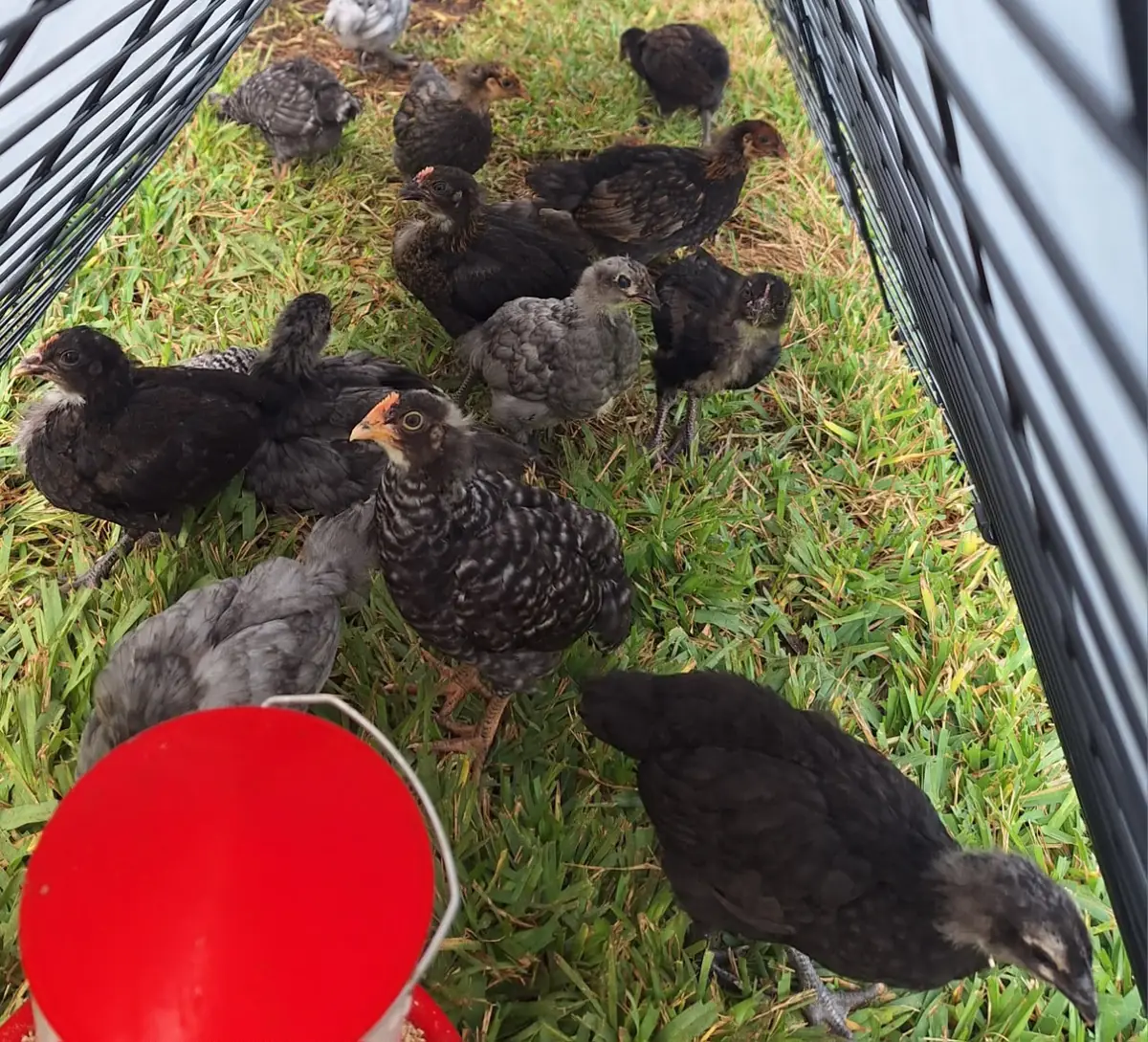 A mixed flock of dark and speckled chicks gathers on the grass inside a wire run.